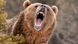 Bear Market lässt grüßen.jpg