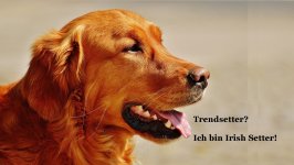 IrishSetter.jpg