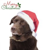 Carlos Christmas IMG_1396.jpg