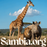 sambia.org.png