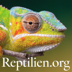 logo-reptilien.org.png